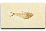 Detailed Fossil Fish (Diplomystus) - Wyoming #357596-1